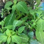 Premium Salvia divinorum leaves